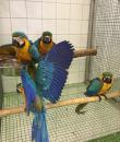 macaw
