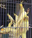 Parkit Falk  Cockatiel Lutino