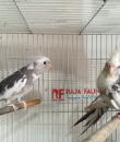 Parkit Falk  Cockatiel white Face