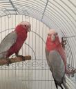 Galah
