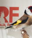 GoldFinch Major