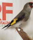 Goldfinch himalaya