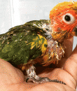 babby sunconure