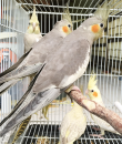 Parkit Falk  Cockatiel Grey
