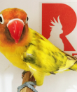Love bird Green Series