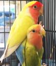 opaline