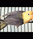 parblue Sable violet