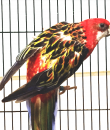 Rosella 