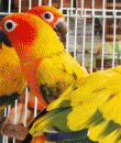 sun Conure Adult Sexsing DNA